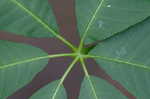 Bottlebrush buckeye